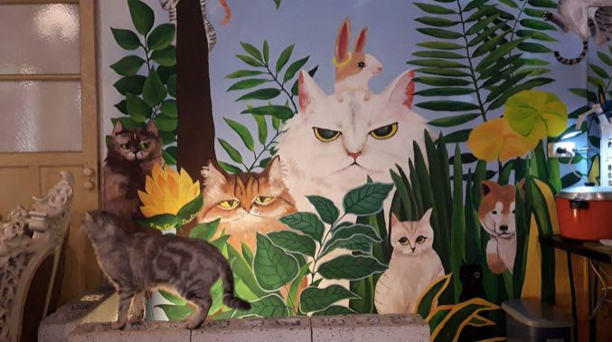 鼓捣猫呢咖啡馆_猫咪咖啡馆的猫太可怜了_猫咖啡店游戏攻略