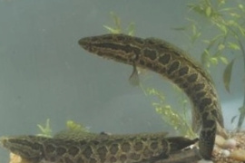 柴鱼