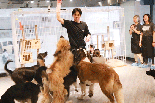 喵喵咖啡馆动画片_喵喵咖啡馆配方_喵喵猫咖啡馆
