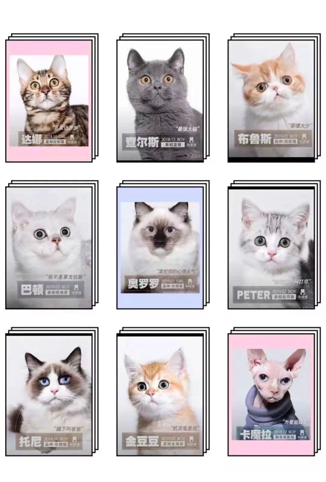 喵喵猫咖啡馆_喵喵咖啡馆配方_喵喵咖啡馆动画片