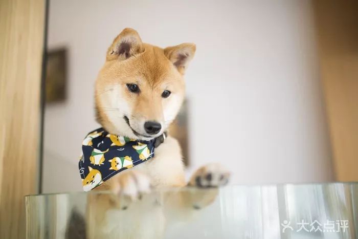 喵喵咖啡馆配方_喵喵猫咖啡馆_喵喵咖啡馆动画片