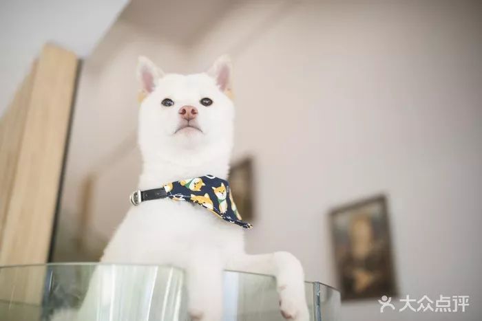喵喵咖啡馆动画片_喵喵咖啡馆配方_喵喵猫咖啡馆