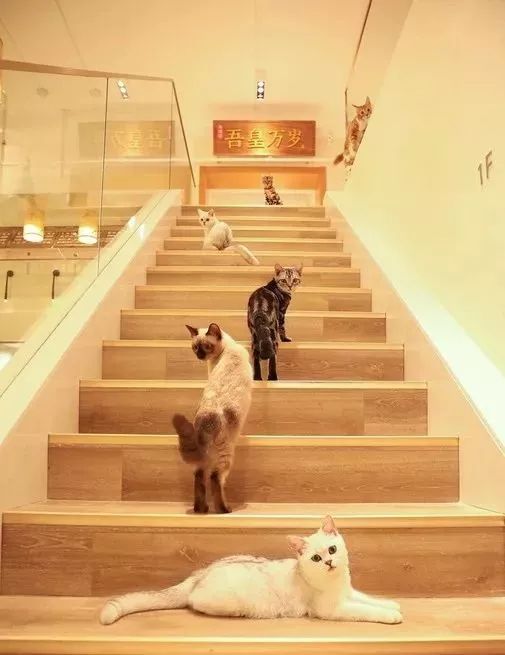 喵喵猫咖啡馆_喵喵咖啡馆配方_喵喵咖啡馆动画片