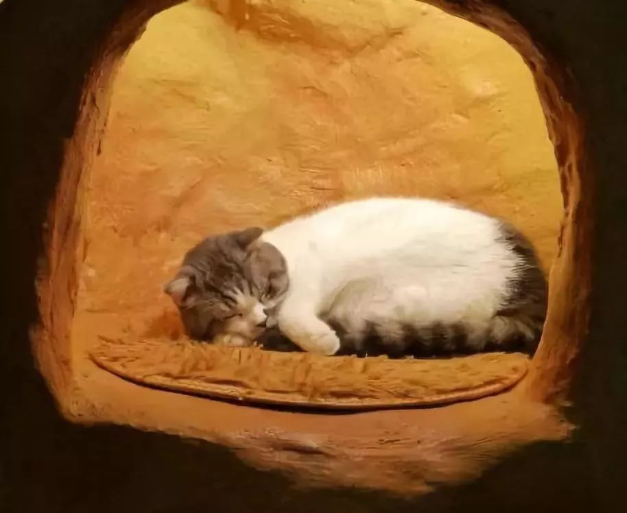 喵喵猫咖啡馆_喵喵咖啡馆配方_喵喵咖啡馆动画片