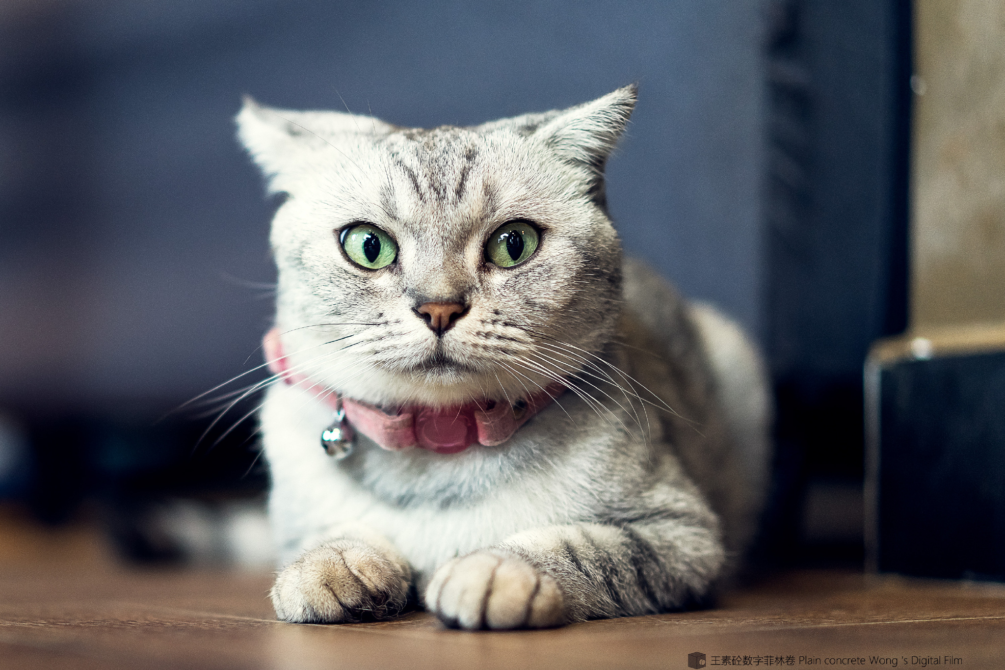 咖啡馆猫_喵喵咖啡馆动画片_喵喵猫咖啡馆