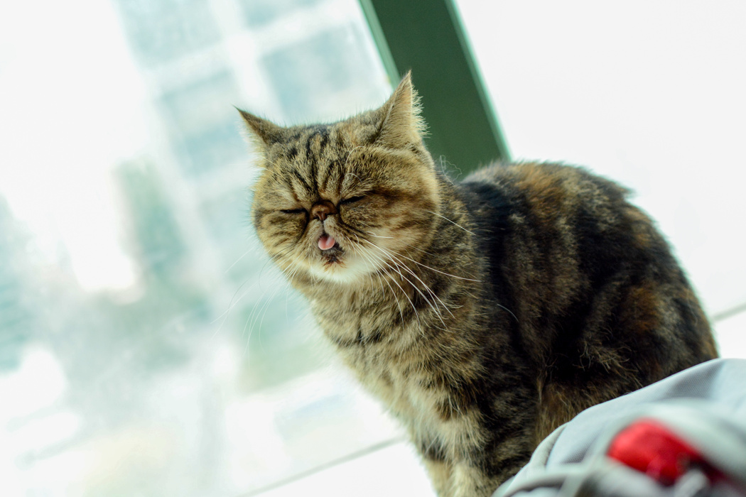 喵喵咖啡馆动画片_咖啡馆猫_喵喵猫咖啡馆