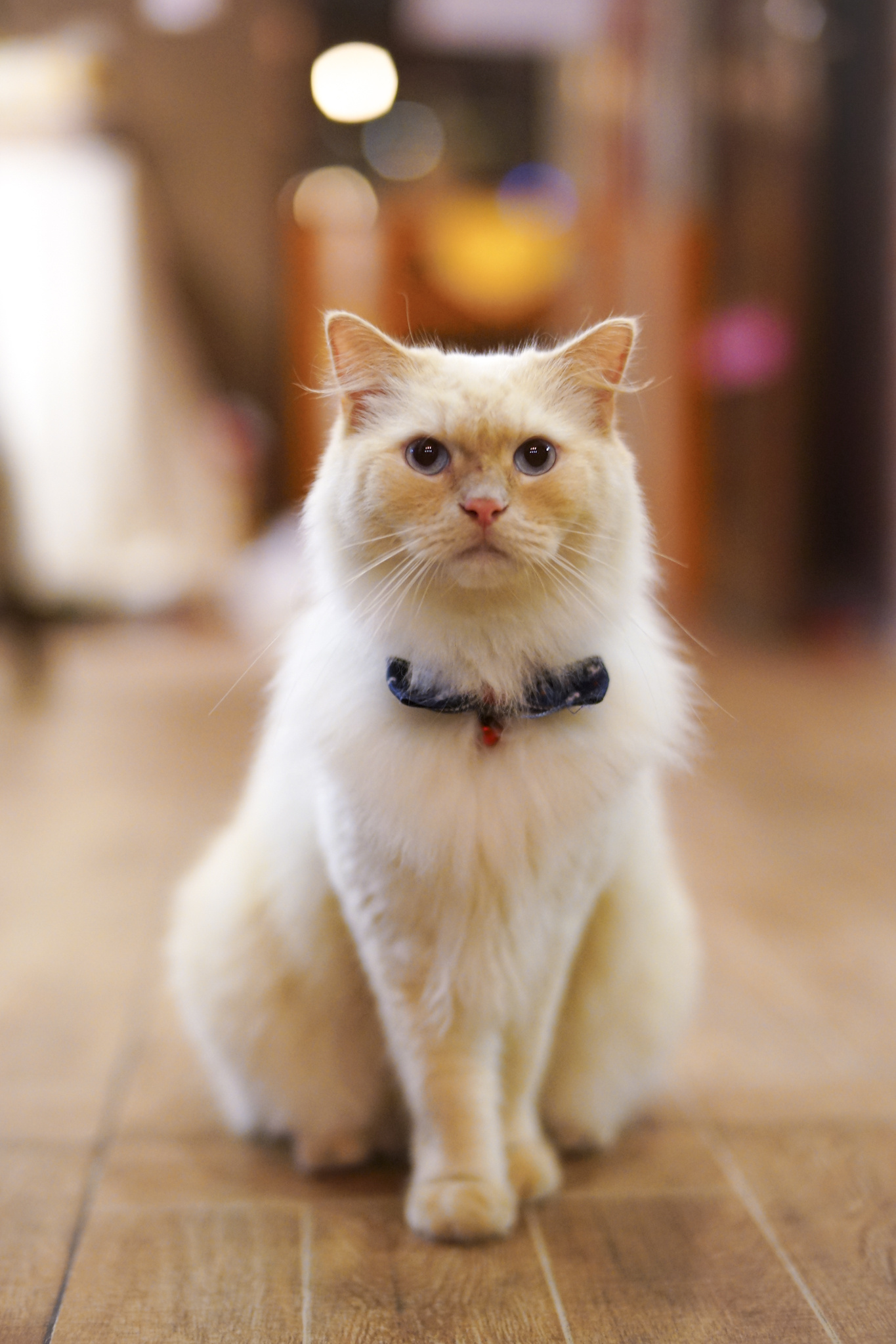 喵喵咖啡馆动画片_喵喵猫咖啡馆_咖啡馆猫