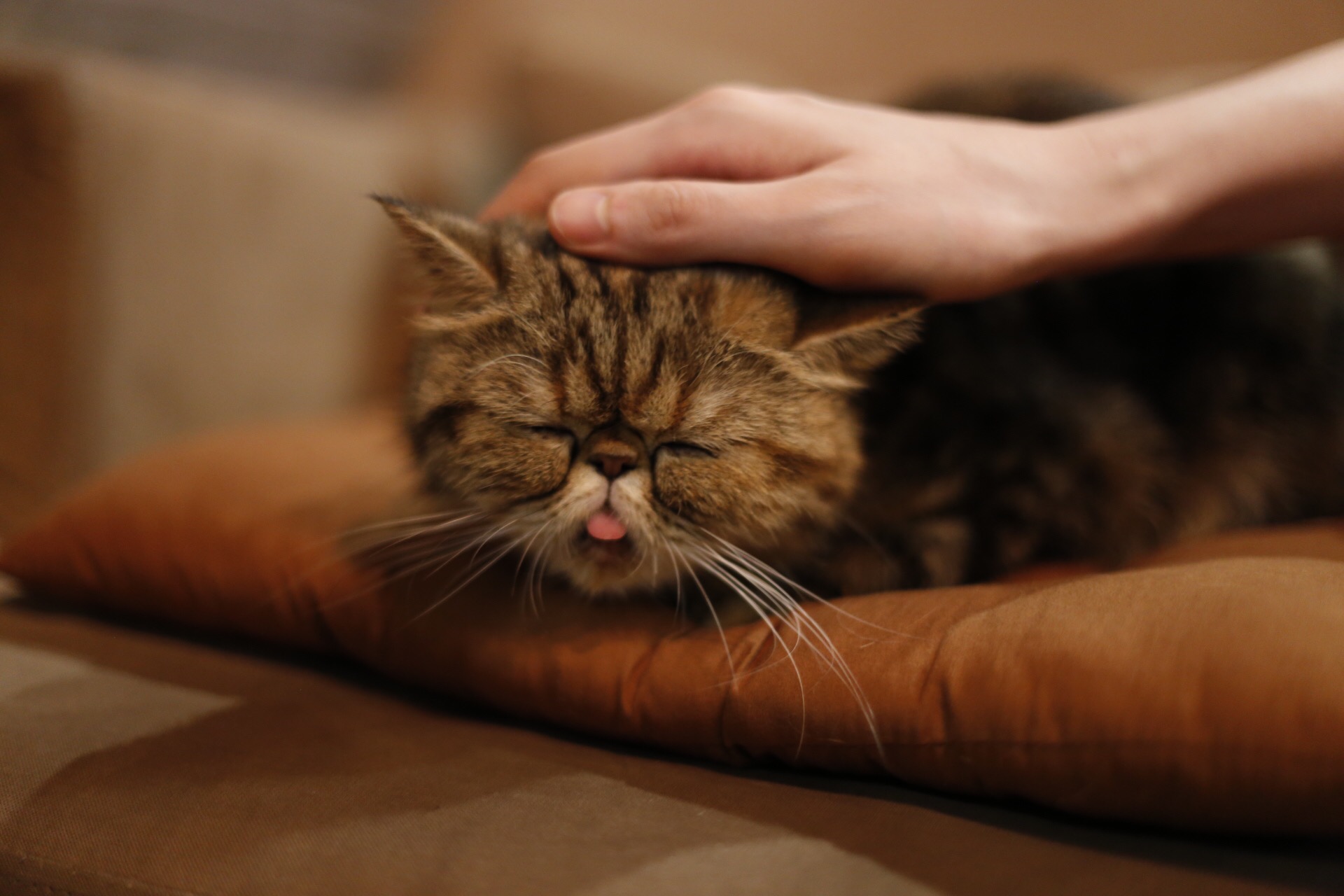 喵喵咖啡馆动画片_咖啡馆猫_喵喵猫咖啡馆