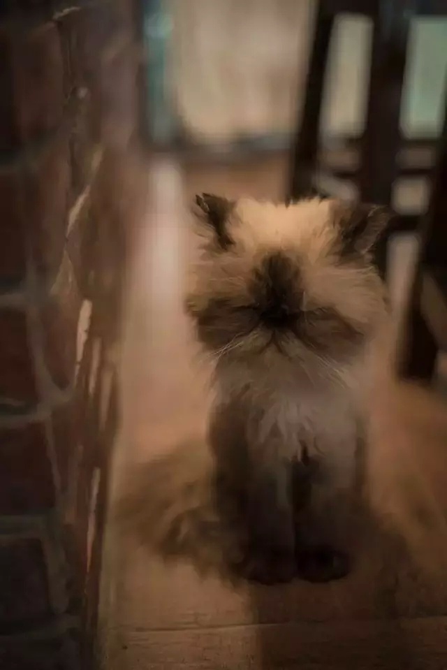 咖啡馆猫_喵喵猫咖啡馆_喵喵咖啡馆动画片