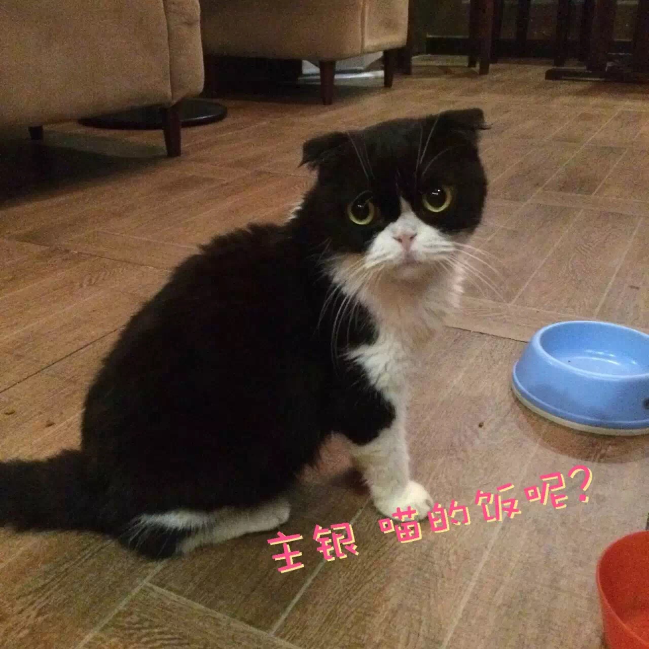 咖啡馆猫_喵喵猫咖啡馆_喵喵咖啡馆动画片