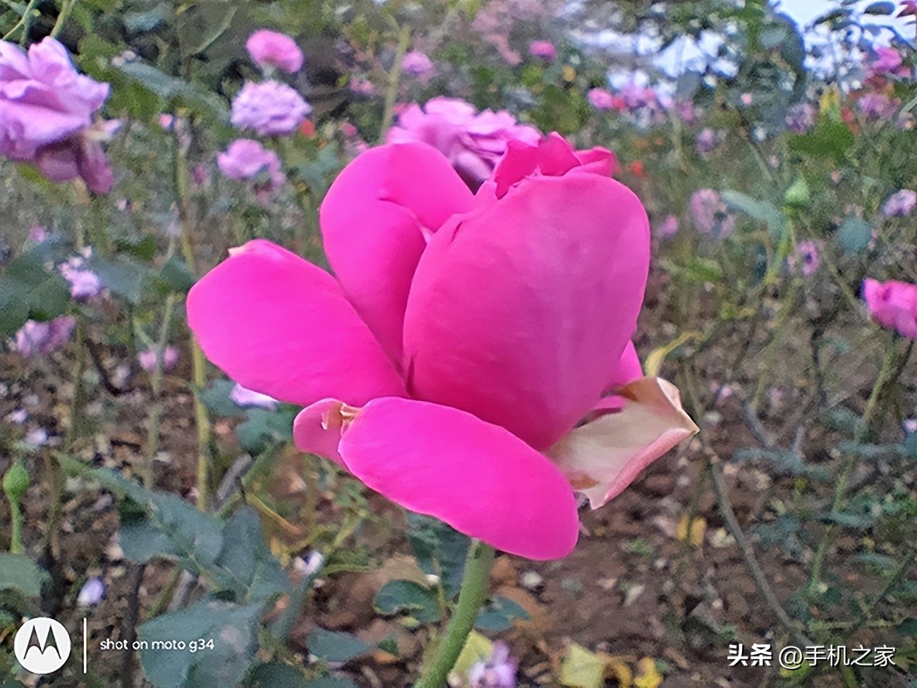 绿树电竞全景_绿树电竞百度百科_绿树电竞是不是有房子