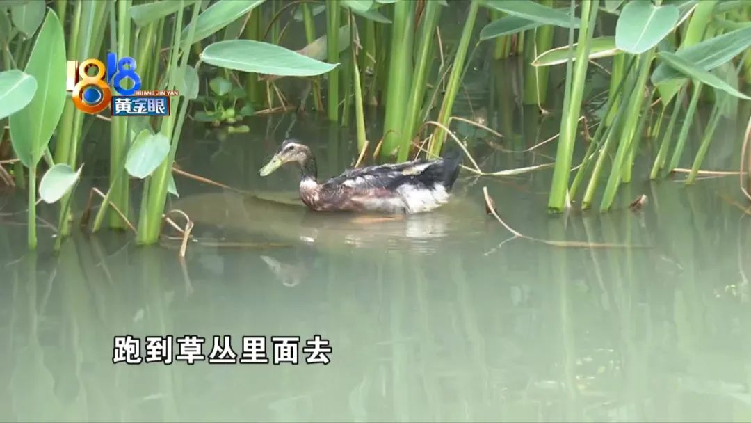 生活趣事鱼的视频_有趣的鱼视频_小鱼趣事
